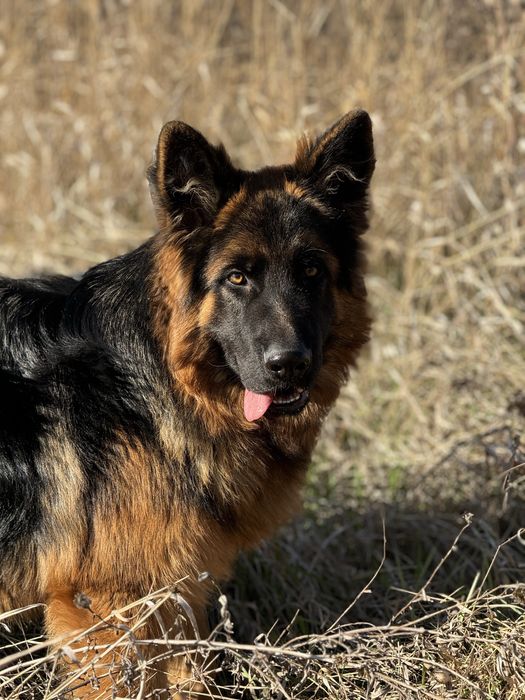 Кобель німецька вівчарка вʼязка