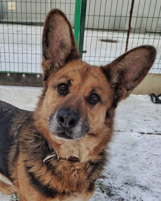 ESSI suczka szuka domku