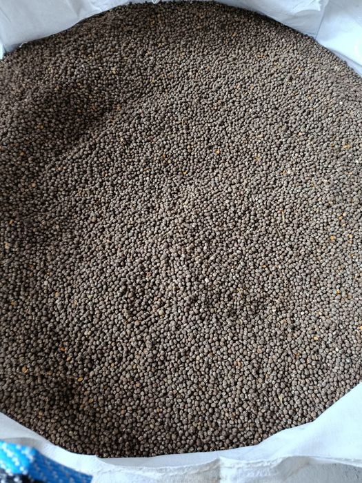 Łubin gorzki ekologiczny