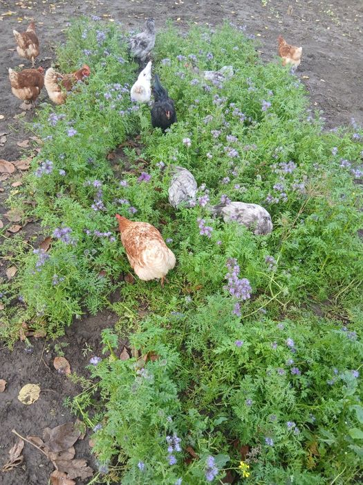 Інкубаційні яйця (мікс) Амераукана + Ломан Браун