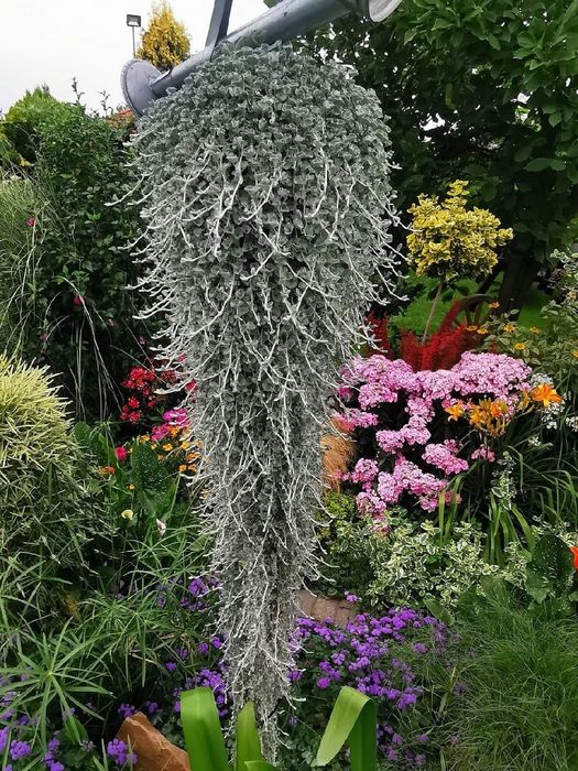 Dichondra srebrzysta