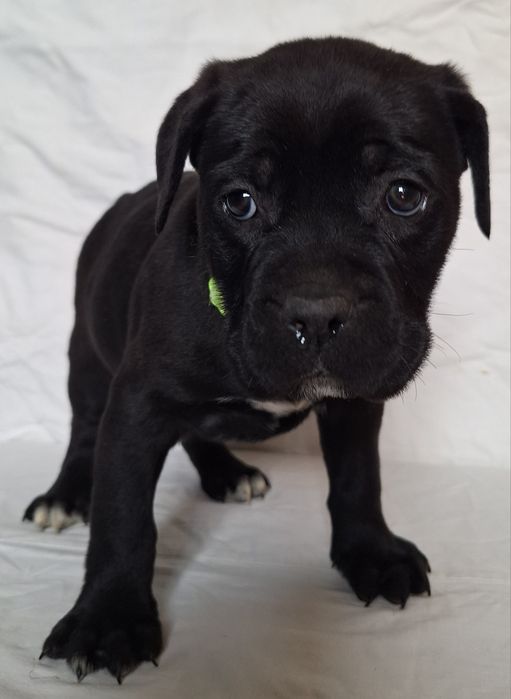 Продам цуценят кане корсо