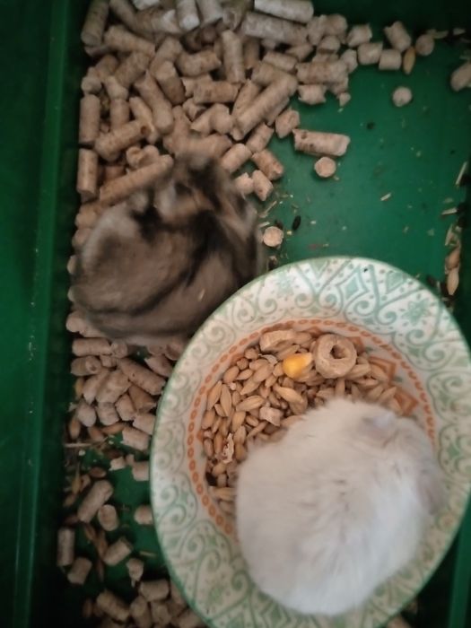 Хомячки Кременчуг