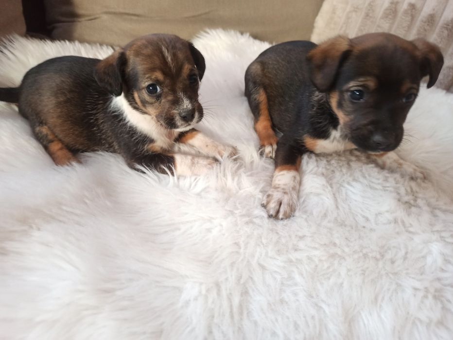 Szczenięta szczeniaki pieski oddam w dobre ręce