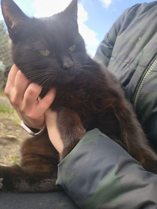 Nienachalny kocurek szuka kochającego domu!