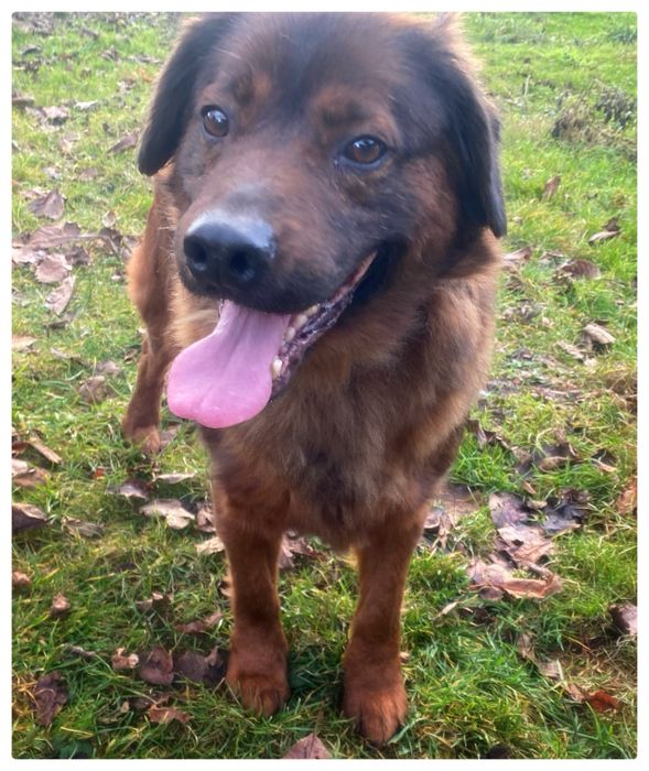 Cukier pies w typie Posokowca Bawrskiego