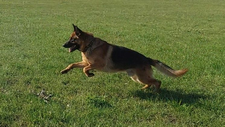 Кабель Німецької вівчарки в'язка