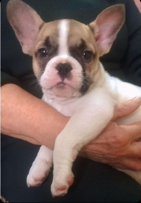 Французский бульдог