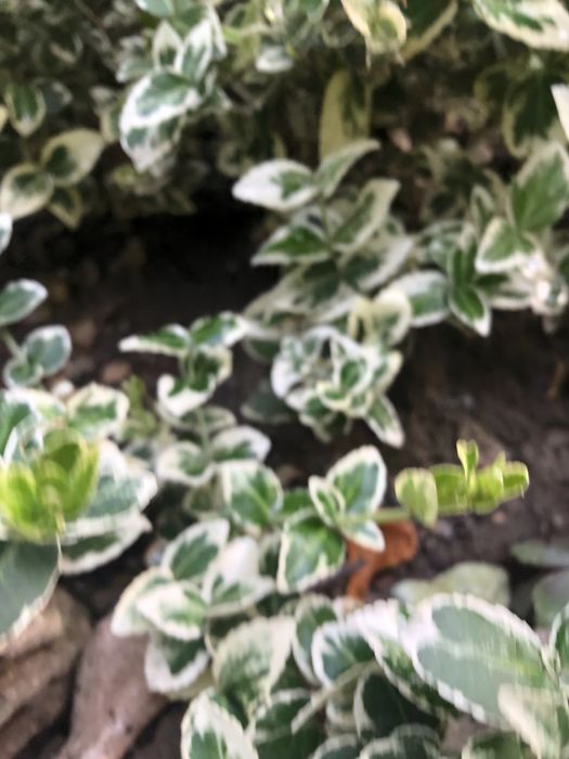 Бересклет черенки