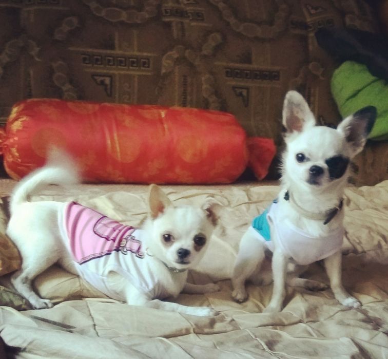 Мини мальчик чихуахуа, продам