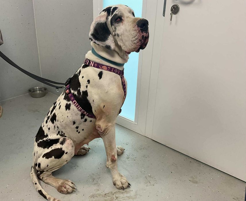 Trudno uwierzyć w jej historię-przeczytaj  i uratuj.