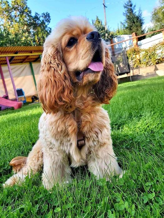 В'язка американський кокер спаніель