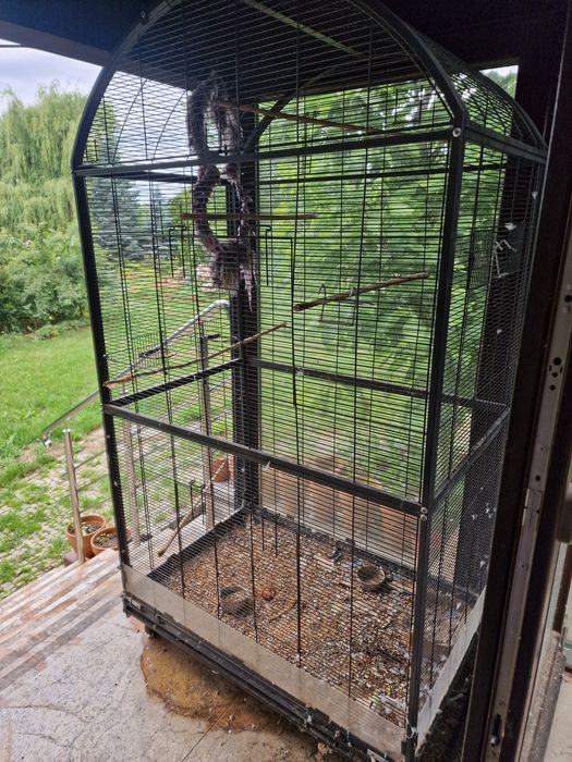 Klatka z papugą Aleksandretta
