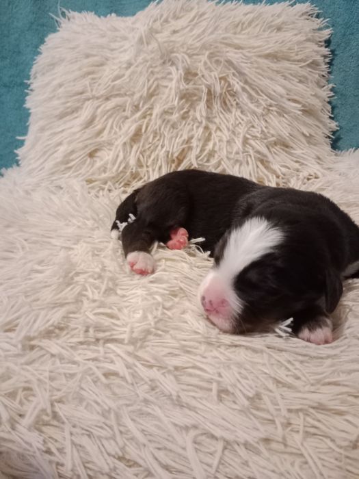 Berneński pies pasterski do rezerwacji