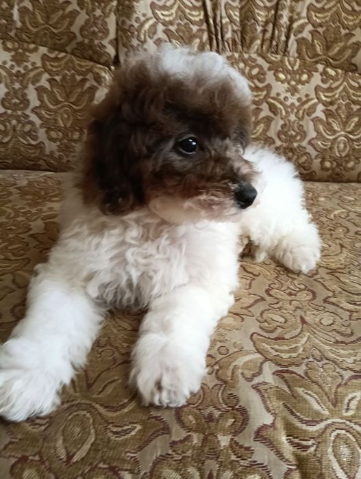 Пудель мініатюра