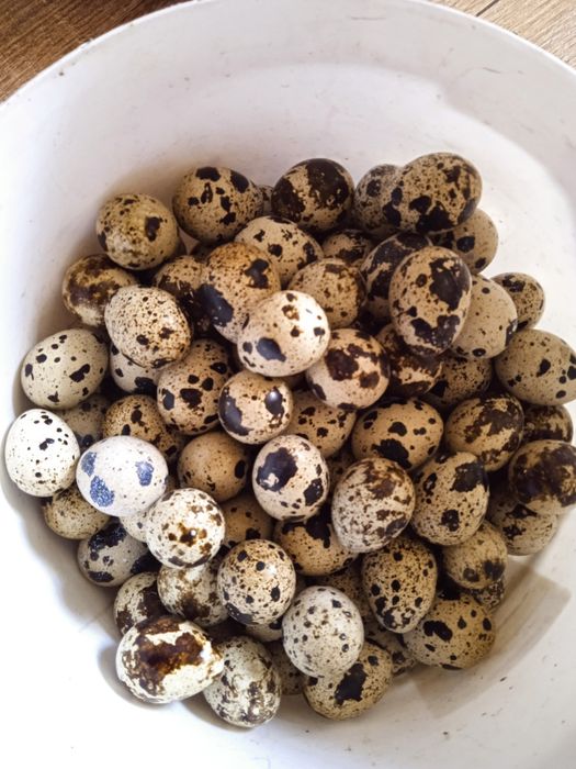 Перепилині яйця продам