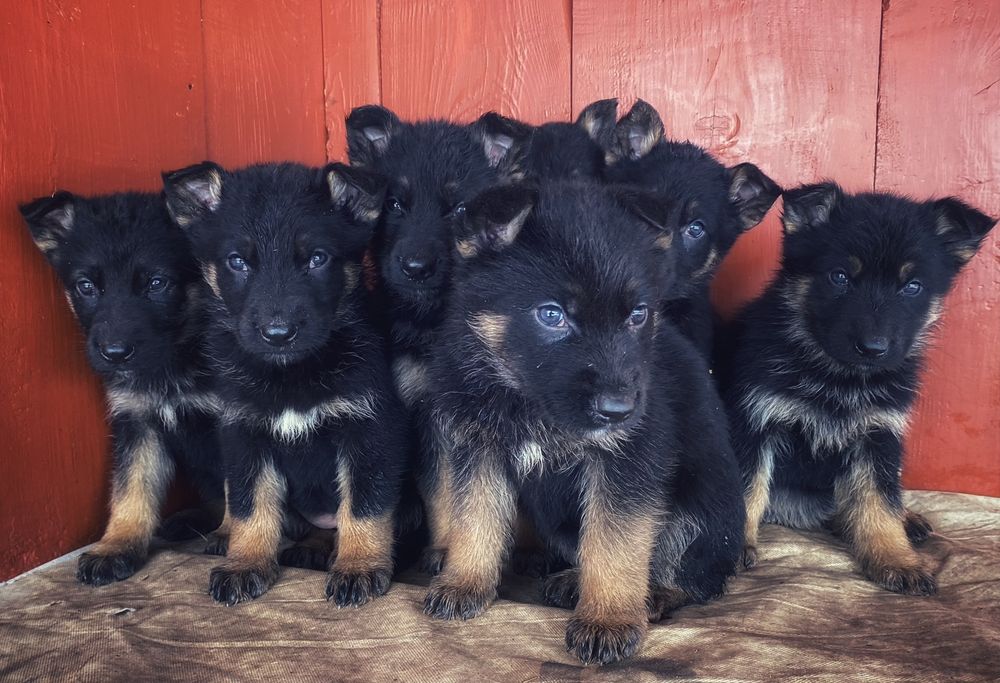 Продам цуценята німецької вівчарки вік 7 тижнів