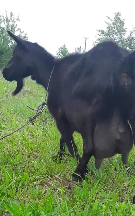 Продається дійна коза.