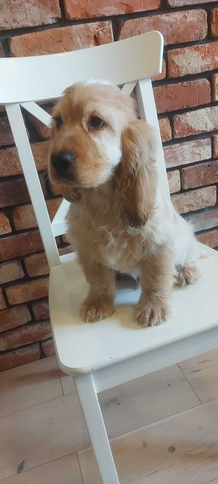 Cocker spaniel angielski Śliczny chłopczyk do odbioru