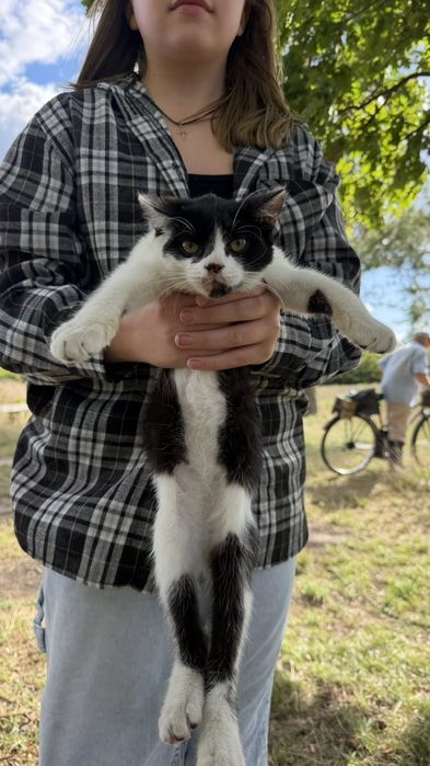 Котик віддаємо в добрі руки , Саврань