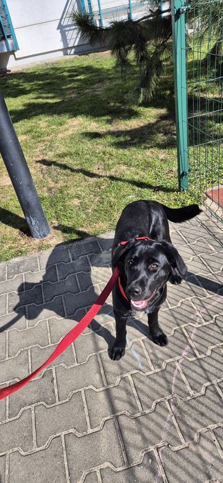 Suczka w typie labradora