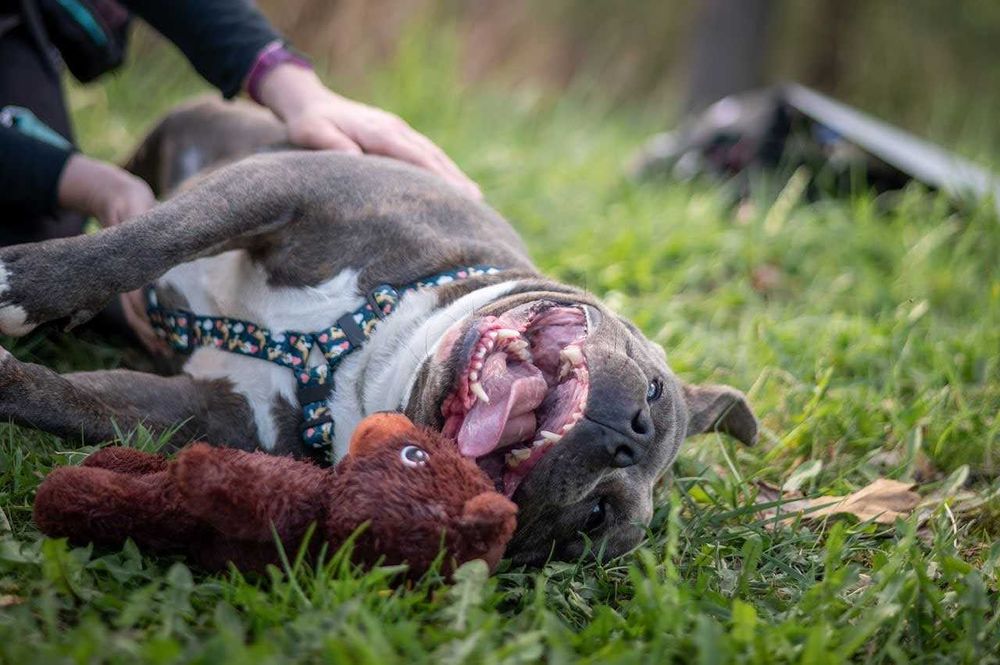 Daj dom cudownemu Śliniakowi w typie American bully