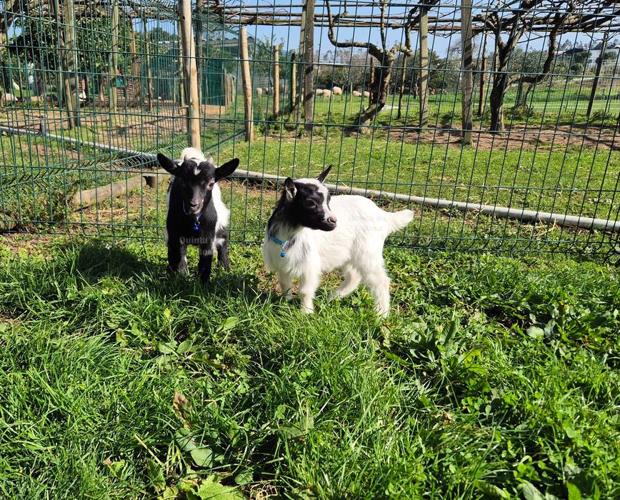 Cabras Micro Anãs Únicas