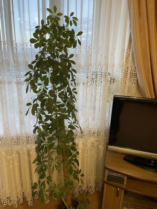 Продам вазон шифлера