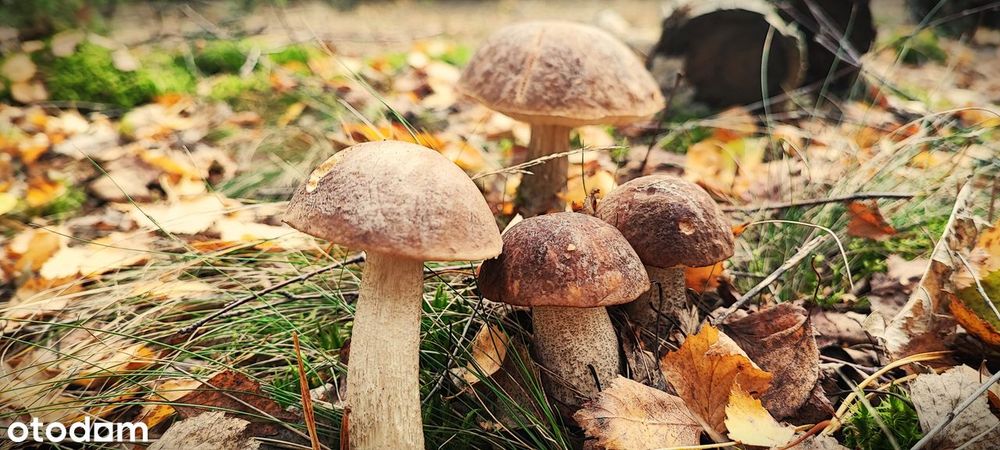 Leśne działki przy Poleskim Parku, cisza, warunki zabudowy