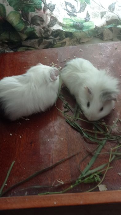 Гризунчики свинки.