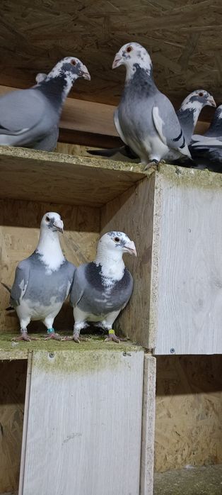 Gołębie staropolskie
