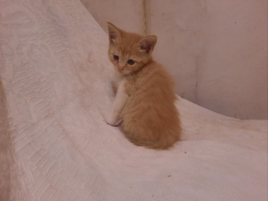 Кошенята в люблячу сім'ю