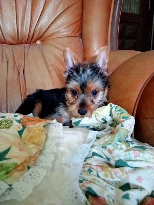 Yorkshire Terrier macho miniatura