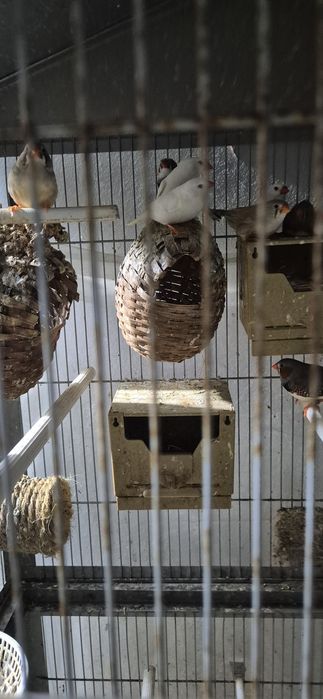 Mandarins normais e gigantes