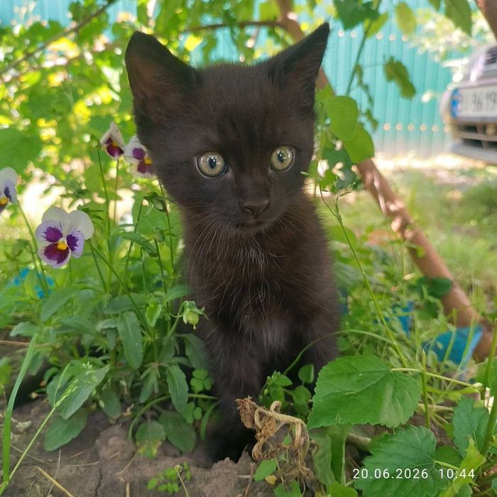 Віддам чорненьке кошеня в дбайливі руки