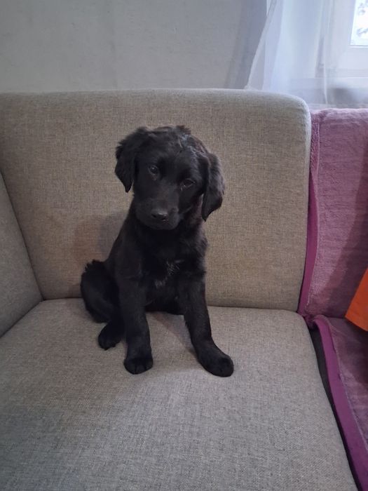 Oddam pieski w dobre ręce