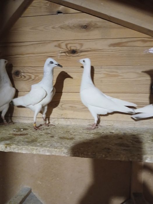 Gołębie i gołębnik
