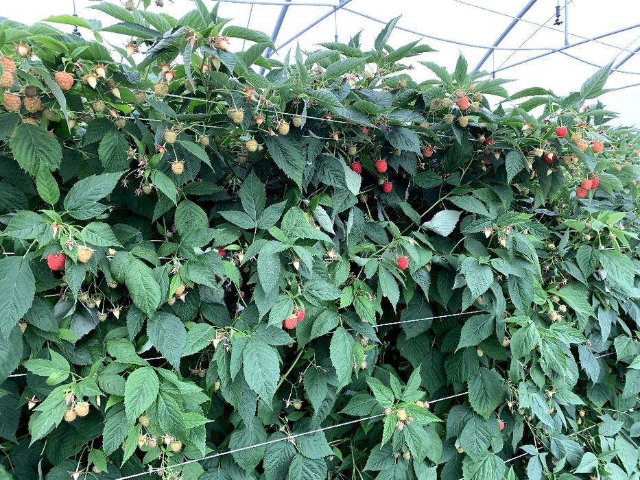 Sadzonki malin Clarita odpowiednik maravilli