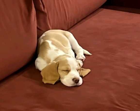 Щенок бигль   девочка