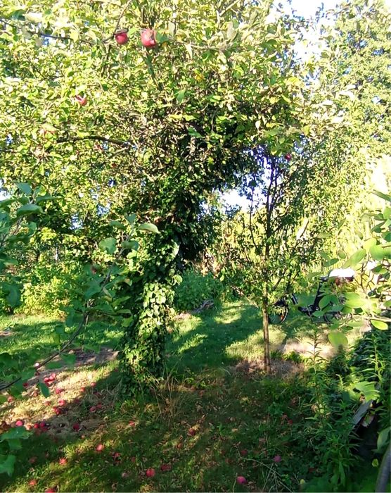 Urokliwa duża działka rekreacyjna z domkiem – dojrzały ogród, drzewa i cisza - Więcej