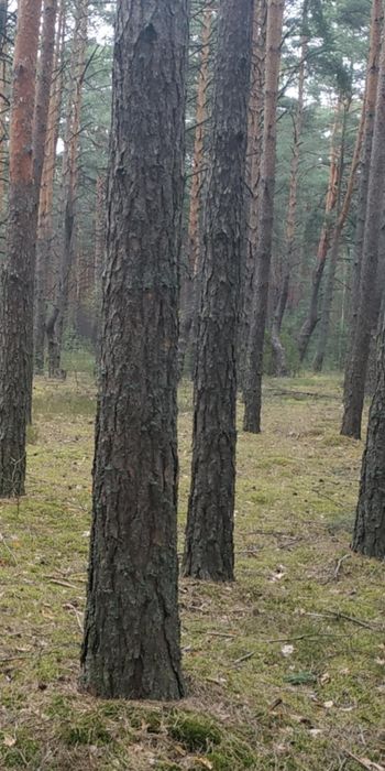 Działka leśna, las sosnowy, pogranicze Wilgi i Skurczy