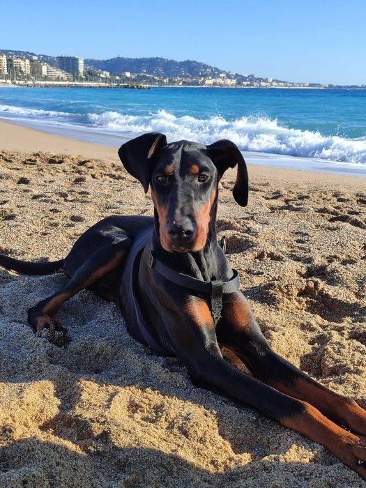 Cadela jovem do tipo Dobermann procura lar responsável