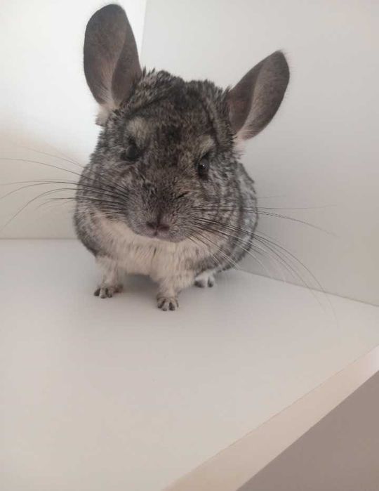 Sprzedam 2 szynszyle z klatką