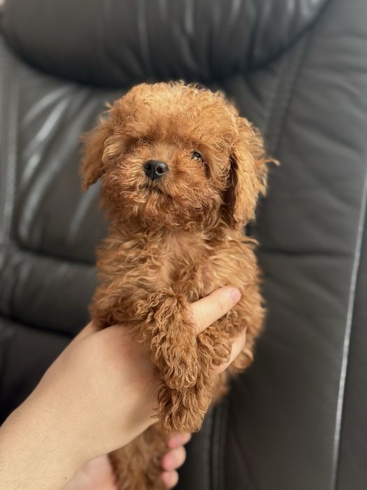 Той пудель тікап .