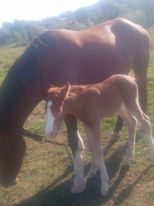 Продається кобила