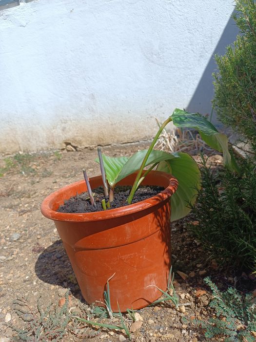Planta, orbifolia (calateia-orbifólio)