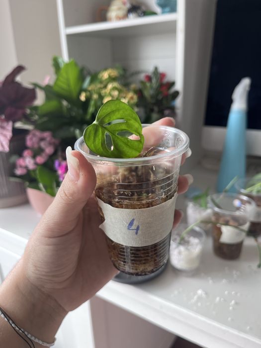 Monstera monkey / monstera adansonii