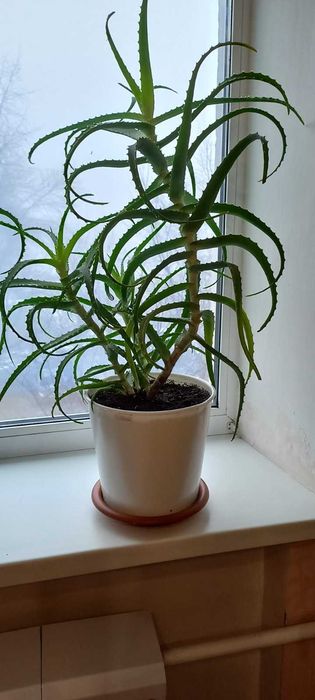 Продам  чотирирічний алое лікувальний