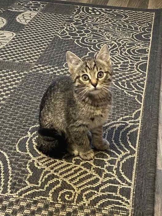 Віддам в добрі руки кошеня