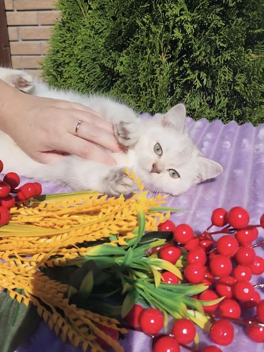 Британська дівчинка дуже красива та ручна